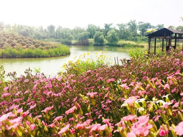 中秋節を迎え、建国記念日―ヒ楽湾生態農業模範園