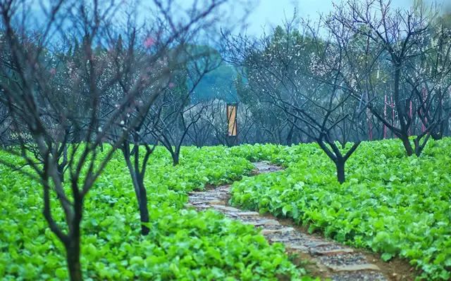 嬉乐湾景点篇——百花重现，开心农场。